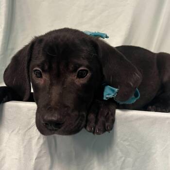 Mixed Breed Dogs Available for Adoption in Canal Winchester, Ohio - Cezanne | PetCurious