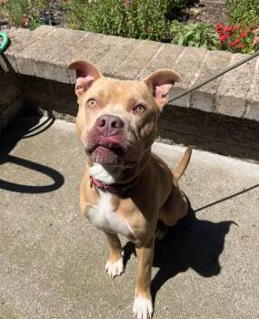 Ruben -  Pit Bull Terrier Dog for Adoption in Phoenix, Oregon - Ruben | PetCurious