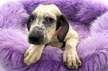 MARIANITA -  German Shorthaired Pointer and Mixed Breed Dog for Adoption in Fort Lauderdale, Florida - MARIANITA | PetCurious