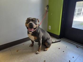 HOOCH -  Staffordshire Bull Terrier and Pit Bull Terrier Dog for Adoption in Kent, Washington - HOOCH | PetCurious