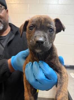 Mixed Breed Dogs Available for Adoption in Rock Hill, New York - Arnold | PetCurious