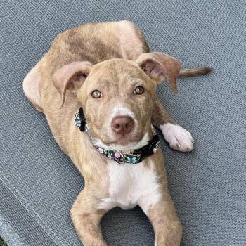 Pit Bull Terrier and American Staffordshire Terrier Dogs Available for Adoption in Bryan, Texas - Posey | PetCurious