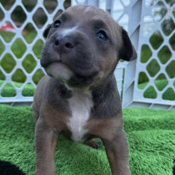 Marsha -  Pit Bull Terrier and Mixed Breed Dog for Adoption in Griswold, Connecticut - Marsha | PetCurious