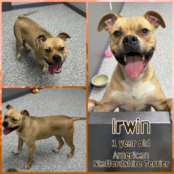 American Staffordshire Terrier Dogs Available for Adoption - Irwin | PetCurious