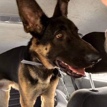 HARVEY -  German Shepherd Dog Dog for Adoption in Whitchurch-stouffville, Ontario - HARVEY | PetCurious
