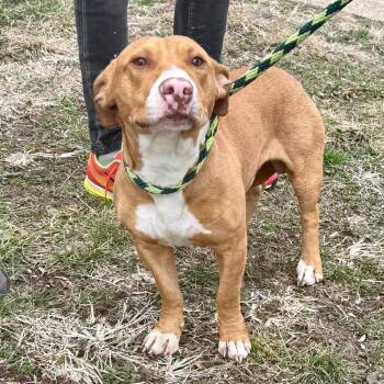 Dachshund and Beagle Dogs Available for Adoption - Soybean | PetCurious