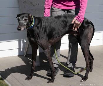 Glen -  Greyhound Dog for Adoption in Woodinville, Washington - Glen | PetCurious