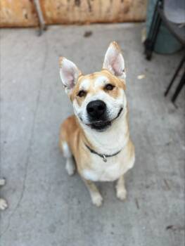 Rescue Carolina Dog Dogs for Adoption in Midlothian, Virginia - Clifford - 2 Year Old Purebred Snugglebug Carolina Dog Mix - Hou | PetCurious
