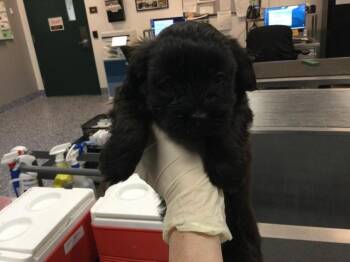 A1925271 -  Shih Tzu and Mixed Breed Dog for Adoption in Thousand Palms, California - A1925271 | PetCurious