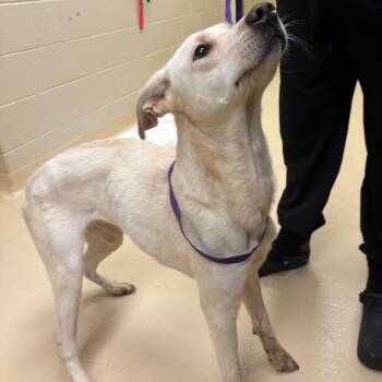 Rescue Mixed Breed Dogs for Adoption in Winston-salem, North Carolina - Jazmine | PetCurious