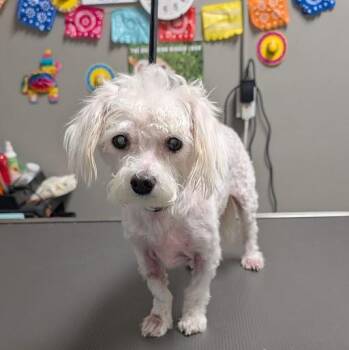 Maltese and Poodle Dogs Available for Adoption in Las Vegas, Nevada - MAKENZIE | PetCurious