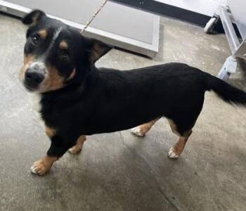 Pembroke Welsh Corgi Dogs Available for Adoption in Sacramento, California - Welly | PetCurious