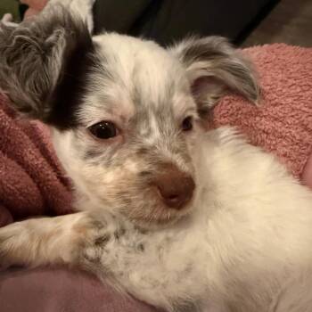 Australian Shepherd and Mixed Breed Dogs Available for Adoption in Chaska, Minnesota - Celeste | PetCurious