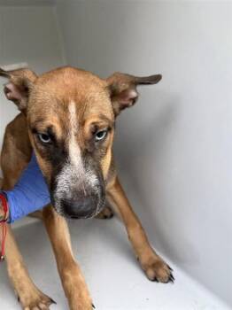 A661404 -  Labrador Retriever and Siberian Husky Dog for Adoption in Houston, Texas - A661404 | PetCurious