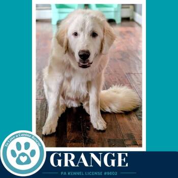 Grange 091226 -  Great Pyrenees Dog for Adoption in Kimberton, Pennsylvania - Grange 091226 | PetCurious