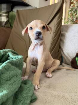Leonard -  Mixed Breed Dog for Adoption in Sunrise, Florida - Leonard | PetCurious