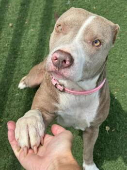 Reese -  Pit Bull Terrier Dog for Adoption in Anderson, Indiana - Reese | PetCurious