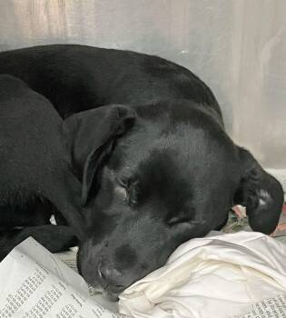 Daisy 3 -  Black Labrador Retriever Dog for Adoption in Parma, Ohio - Daisy 3 | PetCurious