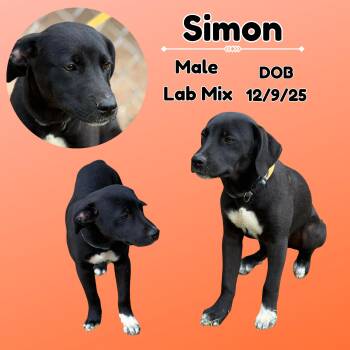 Black Labrador Retriever and American Staffordshire Terrier Dogs Available for Adoption in Caldwell, Texas - Simon | PetCurious