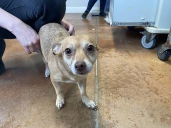 Rescue Rat Terrier and Chihuahua Dogs for Adoption in Bolivar, Missouri - Ginger Ale | PetCurious