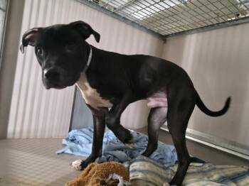 Castle -  Mixed Breed Dog for Adoption in New York, New York - Castle | PetCurious