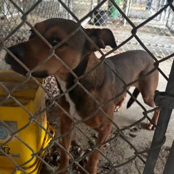 Rescue Mixed Breed Dogs for Adoption in Gadsden, Alabama - ELM 64 | PetCurious