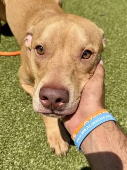 Dude -  Mixed Breed Dog for Adoption in Wichita, Kansas - Dude | PetCurious