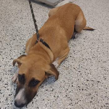 Garlic Parmesan -  Boxer and Black Mouth Cur Dog for Adoption in Hattiesburg, Mississippi - Garlic Parmesan | PetCurious