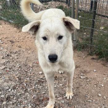 Saga -  Great Pyrenees Dog for Adoption in Pineville, Missouri - Saga | PetCurious