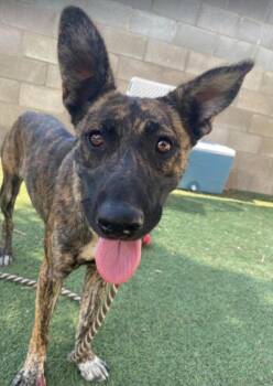 Maple -  Dutch Shepherd Dog for Adoption in Sedalia, Colorado - Maple | PetCurious