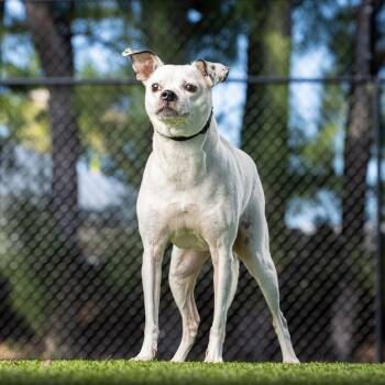Rescue Chihuahua Dogs for Adoption in Jupiter, Florida - Rainbow | PetCurious