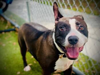 Pit Bull Terrier and Mixed Breed Dogs Available for Adoption in Orlando, Florida - BROOKLYN | PetCurious
