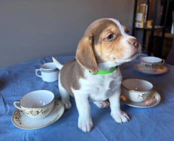 Matcha - fostered in Omaha -  Beagle and Australian Shepherd Dog for Adoption in Overland Park, Kansas - Matcha - Fostered In Omaha | PetCurious