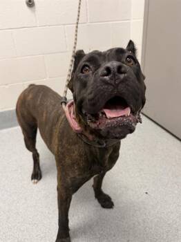 BITTY -  Mastiff and Mixed Breed Dog for Adoption in Indianapolis, Indiana - BITTY | PetCurious