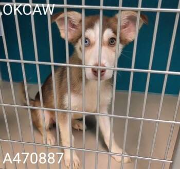 Siberian Husky Dogs Available for Adoption - SEVEN | PetCurious