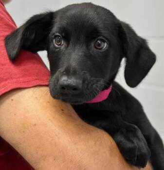 Macchiato -  Labrador Retriever and Mixed Breed Dog for Adoption in Atlanta, Georgia - Macchiato | PetCurious