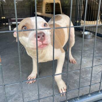Zelda -  Pit Bull Terrier and Mixed Breed Dog for Adoption in Valley, Alabama - Zelda | PetCurious