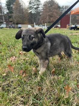 Rescue Shepherd Dogs for Adoption in Candler, North Carolina - Wolfy | PetCurious