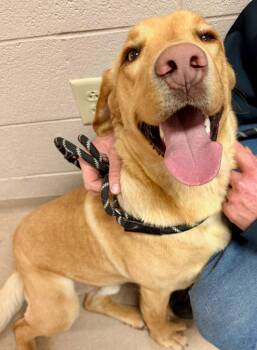 Labrador Retriever Dogs Available for Adoption - Wayne | PetCurious