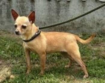 Chihuahua and Mixed Breed Dogs Available for Adoption in Ellicott City, Maryland - POPI (I Need A Foster Home) | PetCurious