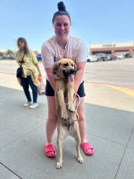 Rescue Labrador Retriever Dogs for Adoption in Mustang, Oklahoma - Bebe | PetCurious