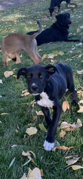 Toby -  Black Labrador Retriever Dog for Adoption in Selah, Washington - Toby | PetCurious