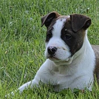 Mixed Breed Dogs Available for Adoption in Merriam, Kansas - Poppy | PetCurious