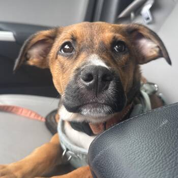 Judo -  Shepherd Dog Available for Adoption in Richmond, Virginia - Judo | PetCurious