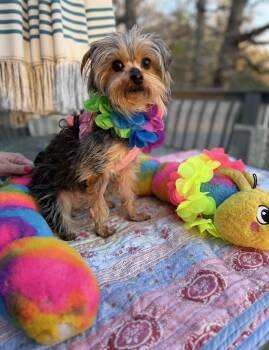 Yorkshire Terrier Dogs Available for Adoption - Alexis  | PetCurious