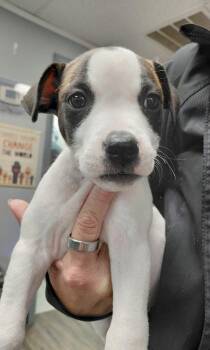 Sam -  Terrier and Mixed Breed Dog for Adoption in Conway, Arkansas - Sam | PetCurious