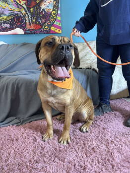 Rescue Bullmastiff Dogs for Adoption in Glendale, Arizona - Gus 2 | PetCurious