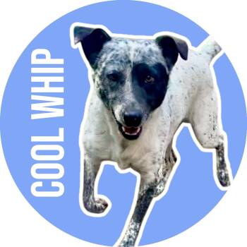 Australian Cattle Dog Blue Heeler Dogs Available for Adoption - Cool Whip | PetCurious
