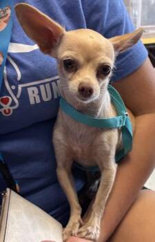 Chihuahua and Mixed Breed Dogs Available for Adoption - *Cosita | PetCurious