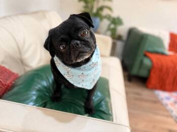 Popeye Potato Pugboat -  Pug Dog for Adoption in Friendswood, Texas - Popeye Potato Pugboat | PetCurious